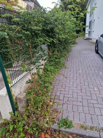 Rückschnitt von Sträuchern und Beseitigung von Unkraut