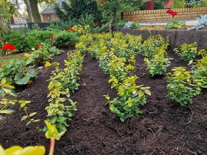 Grünflächenpflege und Neupflanzung für ein Frisches und Gepflegtes Gartenbild.
