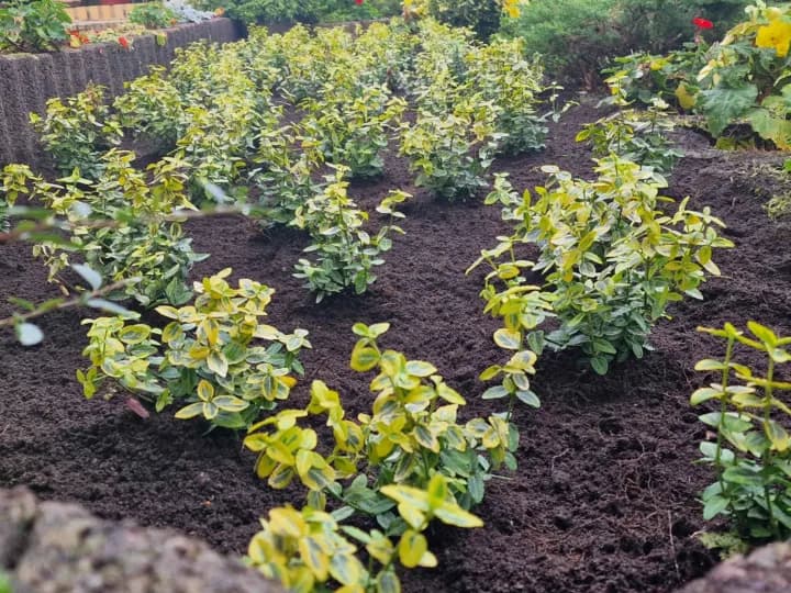 Grünflächenpflege und Neupflanzung für ein Frisches und Gepflegtes Gartenbild.