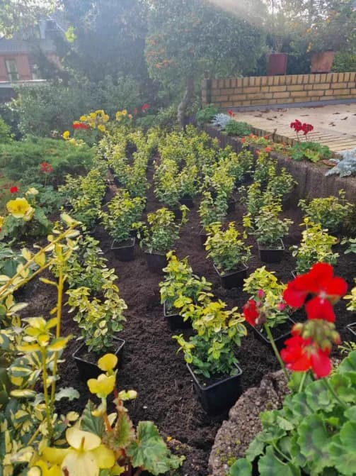 Grünflächenpflege und Neupflanzung für ein Frisches und Gepflegtes Gartenbild.