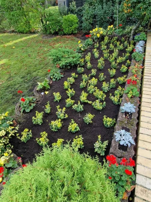 Grünflächenpflege und Neupflanzung für ein Frisches und Gepflegtes Gartenbild.